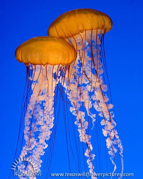 jellyfishseanettle